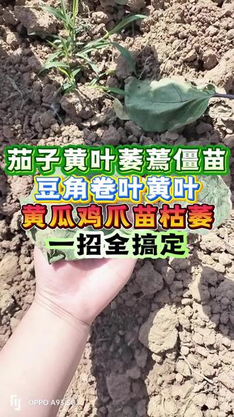 茄子黄叶萎缩僵苗,豆角卷叶黄叶,黄瓜鸡爪苗枯萎,一招全搞定! #茄子种植 #豆角种植 #黄瓜种植 #番茄种植#辣椒种植