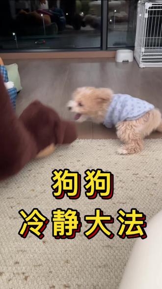 专治疯狂小狗#训狗 #狗狗