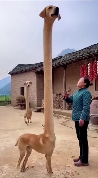 这不是普通的狗,是长颈狗!#神奇动物在抖音 #狗 #长脖子狗