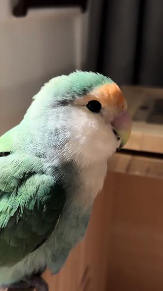 一些小鸡们在1月份的超可爱碎片 #手养鹦鹉 #动物的迷惑行为 #咕噜咕咚豆丁 #咕咕家族电子小鸡 #养鸟日常