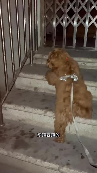 别人遛狗画面美美哒,我遛狗主打一个幽默,还好只是偶尔的#日常遛狗 #萌宠 #修勾 #狗狗的心思都写在脸上了