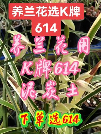 #k牌614泥炭土 兰友你养兰花必须要K牌614块状泥炭土,可以用它直接种兰花苗,非常好