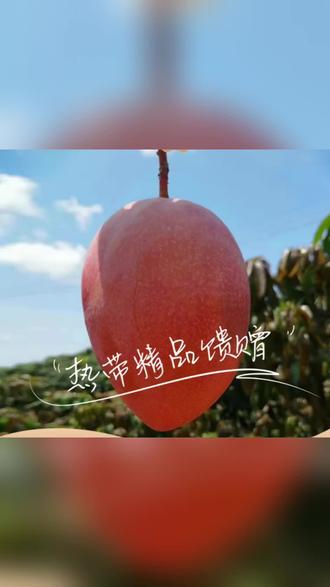 红玉芒果玉文芒8斤礼盒装核薄肉厚软 香甜多汁!巨好吃!海南#贵妃芒 皮薄肉厚核小,果香浓郁果肉细 #芒果控必尝 #芒果推荐官 #应季芒果 #芒果爱好者必尝