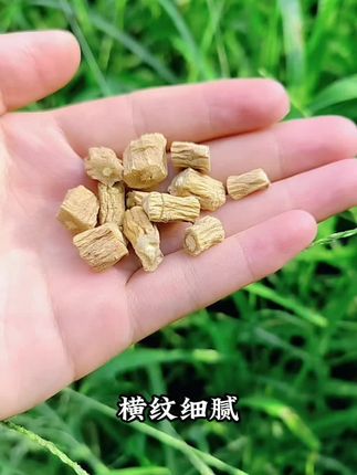 可以塞人参的党参#党参