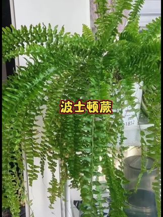 波士顿蕨 森系感十足 波士顿蕨是一种极易养护、极具氛围感的绿植,同时也是软装中的颜值担当。#波士顿蕨 #养花小知识#氛围感 #花卉绿植#垂吊植物