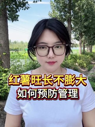 红薯旺长,果子小。怎么结局呢?#三农种植 #红薯种植 #红薯膨大 #根茎膨大素 #种植技术
