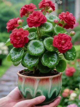 新品碧玉花盆栽:把“清新绿境”搬回家 想给家里添抹自然生机,却总怕自己是“养花杀手”?别担心,这款新品碧玉花盆栽,正是新手也能轻松驾驭的“桌面小清新”! 它的叶片肥厚饱满,裹着一层温润的翠绿柔光,不管摆在书桌当办公搭档,还是放窗台作风景点缀,都能瞬间柔化空间线条,扫去一整天的视觉疲惫。更贴心的是,它耐旱又耐阴,不用频繁浇水打理,就算忙到忘记照料,依旧能保持鲜活翠绿的模样。 养一盆碧玉,不用费心就能把自然意趣藏进日常,让家里的每一处角落都透着清爽生机~ #家庭养花 #花卉绿植 #室内绿植 #碧玉