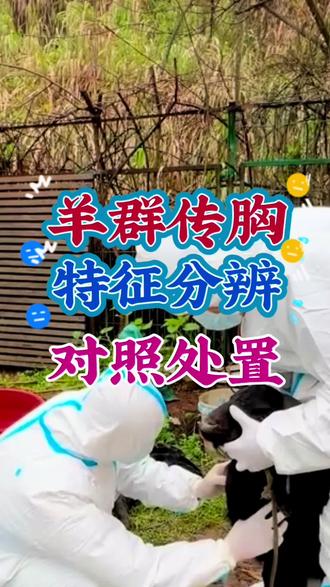羊群传胸,特征分辨 养羊人,遇到羊群传胸,按照这些特征去分辨#人间观察计划 #闪光职人 #羊传染性胸膜肺炎 #羊烂肺病 #羊传胸