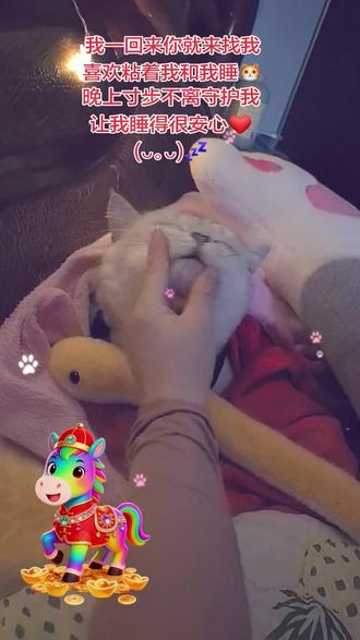 #暖床小可爱 #睡觉搭子 冬天 你的被子上或者被子里有没有一只小可爱