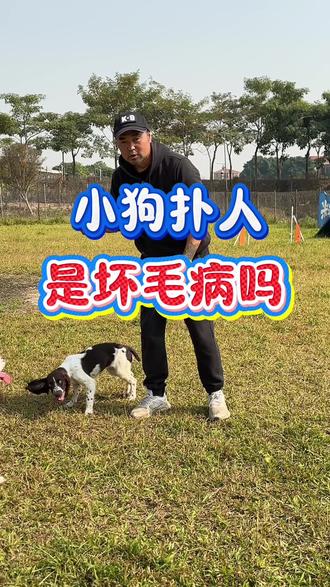 你的狗扑人吗#史宾格