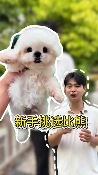 新手养比熊的来看 #比熊#韩系比熊