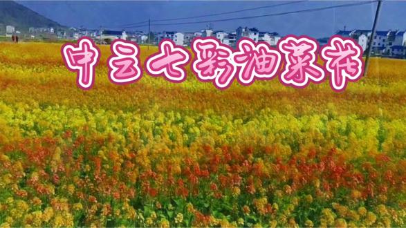 中云#油菜花打卡 全程来回150公里