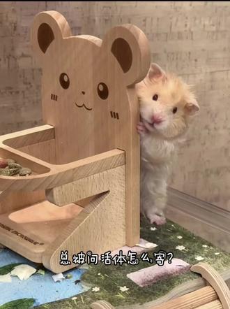 怎么寄仓鼠?#养宠 #小宠物 #仓鼠日常 #活体快递