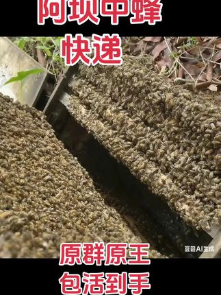 阿坝中蜂土蜂活蜂野蜂蜂子笼蜂一窝蜂箱蜂出售