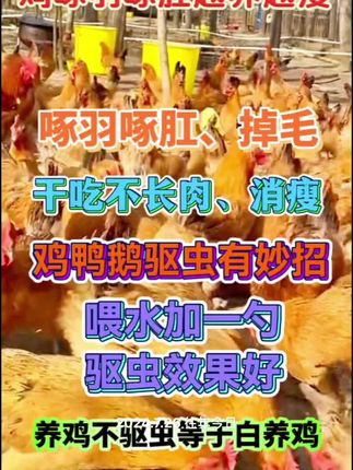 #三农 #农村散养土鸡 #养鸡技术指导 #养鸡 #科学养鸡