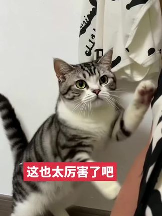 #抖加🔥上热门🔥dou #一只爆躁小猫是什么样的!