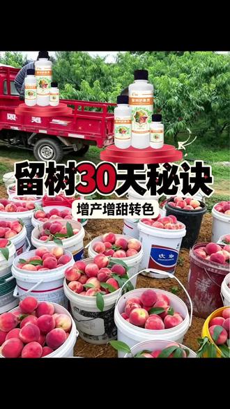 #果树管理 #果树种植 #增产增收才是硬道理 留树保鲜膜,延长采摘周期,错峰上市