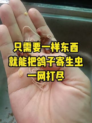 只需要一样东西就能把鸽子寄生虫一网打尽#鸽子驱虫#养鸽人 #科学养鸽 #鸽子养殖技术