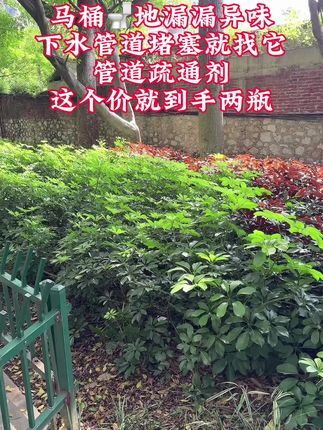 家里人多,下水道返味严重、堵塞严重?邻居推荐我用这款#管道疏通剂 简单方便#疏通下水道 #居家好物