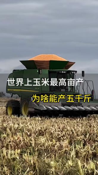 玉米种植管理技术 世界上玉米最高亩产,为啥能产五千斤。 #玉米 #玉米种植 #玉米高产 #玉米高产种植技术 #三农