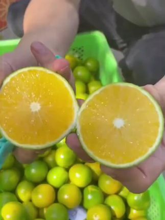 云南冰糖橙,鲜甜多汁,好吃不腻,颗颗饱满,你值得拥有!#冰糖橙