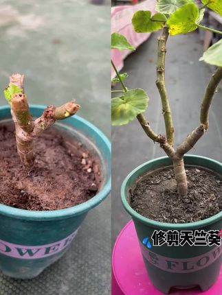 发芽了再等几天浇水也来得及🥰 #爱花爱生活 #修剪 #天竺葵 #家庭养花 #种植小技巧