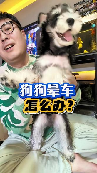 狗狗晕车怎么办?#狗晕车 #宠物知识 #养宠 #狗狗的迷惑行为 #养狗经验分享