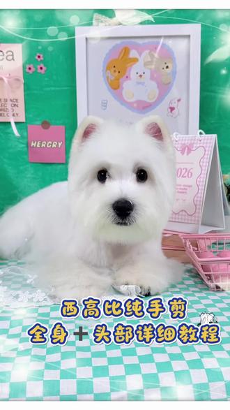 西高地(比)全身修剪带头部详细教程 又碰到一只西高比找我做造型,真心觉得比西高地难剪太多啦。这次把全身手剪和头部的详细过程都录成视频了,大家以后遇到西高比要剪毛的话,可以参考这条视频哦~
#西高地美容造型 #西高地造型 #西高地白梗 #宠物美容培训 #宠物造型教学