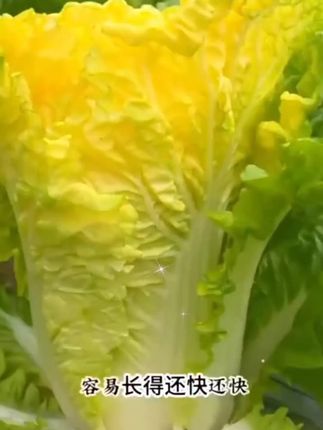 #黄心白菜种子点这个#人生感悟#好物推荐🔥 #抖音助手助我上热门