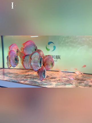 七彩鱼苗如何饲养长得快#水族 #观赏鱼 #热带鱼 #七彩神仙鱼 #新手养鱼