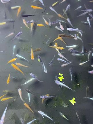 观背青鳉,清池福利,一米一个#观背青鳉 #大数据推荐给有需要的人