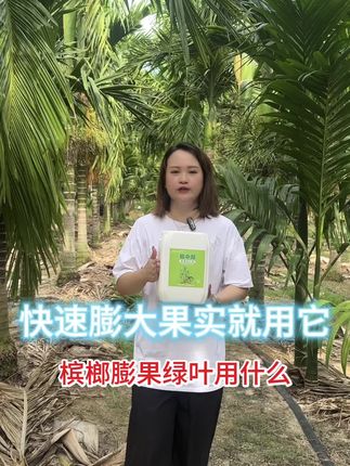 #快速膨果 #槟榔膨果 槟榔想要快速膨果,榔中郎膨果绿叶水溶肥必不可少!一桶可以用300颗树哦!#槟榔管家兰兰 #槟榔管家