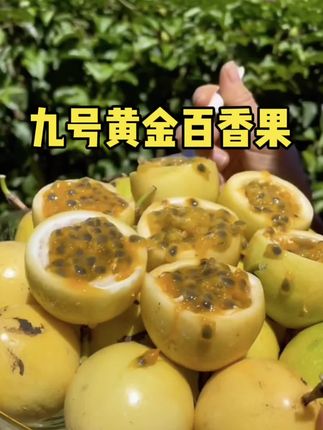 吃黄金百香果的季节来了,现在的百香果颗颗饱满多汁#黄金百香果 #应季水果 #美食推荐 #强烈推荐 #甜甜的味道