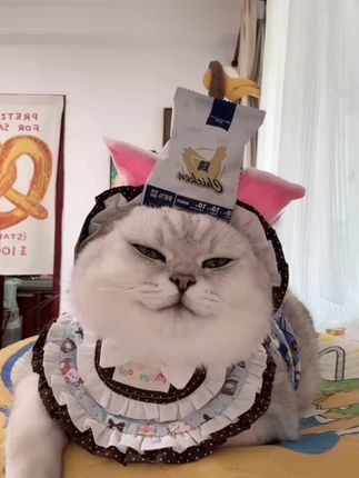 可爱芬芬儿,在线卖饼 #芬儿头是猫不是猪 #铲屎官和他的主人 #我的大脸猫 #猫咪成精 #猫咪主食冻干