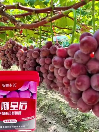 妮娜皇后葡萄上糖上色增甜膨大肥1桶10kg冲施一亩地