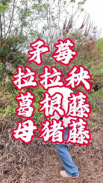 要除草的大哥们看过来,这是专门除拉拉秧、母猪藤、葛根藤、矛莓等藤类的前后对比,对比明显吧!这个结果满意吗?#除草 #除草剂 #除草神器 #除草剂配方 #除草技术