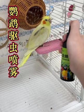 鹦鹉体外喷雾 鹦鹉驱虫喷雾 #鹦鹉 #科学养宠攻略 #萌宠好物