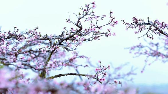 当古风侠客的剑锋,遇上尚市桃花的柔情——这或许就是随州尚市桃花节最浪漫的打开方式。
不必远赴江湖,不必梦回古代。在尚市,万亩桃花灼灼盛放,粉白的花浪随风起伏,仿佛打翻了的调色盘,将春天染成最温柔的色调。而此刻,一位身着古装的侠客,头戴斗笠,手持长剑,悄然立于花林深处。他的目光坚定,剑穗轻扬,与这漫山遍野的桃花相映成趣,仿佛从武侠小说中走出,为这片花海增添了几分侠骨柔情。
尚市桃花节,不仅是一场视觉的盛宴,更是一次穿越时空的邂逅。你可以漫步花间小径,感受“人面桃花相映红”的诗意;可以驻足古风市集,品尝地道美食,体验传统手作;更可以换上一袭汉服,执一把油纸伞,在花海中留下属于自己的古风大片。
当桃花遇见侠客,当春天邂逅江湖,尚市桃花节,等你来赴一场浪漫之约。
#寻美随州#楚山樵夫#摄影师镜头下的东方美学 #古风写真的绝美宿命感 #我心中的古装剧top1 #取景器里的世界