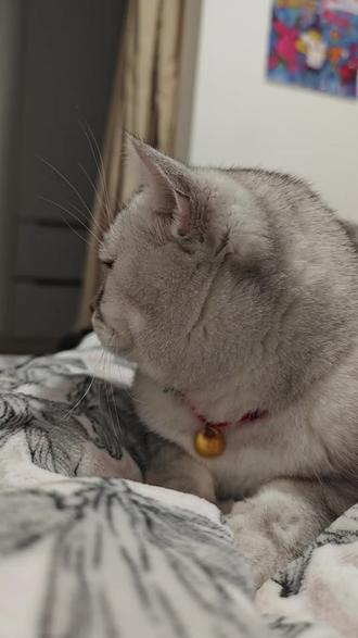 绝世好猫土土~
土土:大半夜又抽风了
#猫咪日常 #我的萌宠 #宠物vlog #晒猫