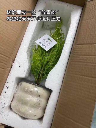 放青松绿植香松盆栽阳台客厅桌面绿植绿清新柠檬香圣诞树花卉 #香松盆栽 #柠檬香绿植 #阳台花卉 #桌面绿植 #圣诞树盆栽