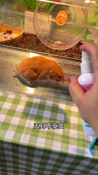 五月不驱虫,六月徒伤悲,仓鼠身上的寄生虫还是挺可怕的 #仓鼠 #金丝熊 #仓鼠驱虫 #仓鼠寄生虫