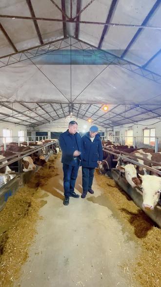 #上热门 牛吃干麦秸,要注重物理有效性#科学养牛 #养牛技术 #每天分享牛羊养殖小知识 #养牛致富