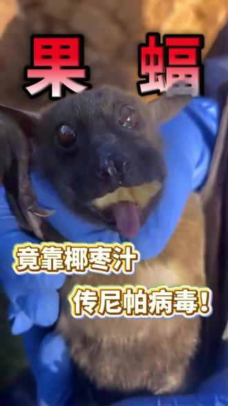 果蝠竟靠椰枣汁传尼帕病毒 #知识科普 #涨知识 #分享 #热点 #普及知识