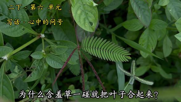【二下 写话 心中的问号】#小学语文 #小学生 #语文积累