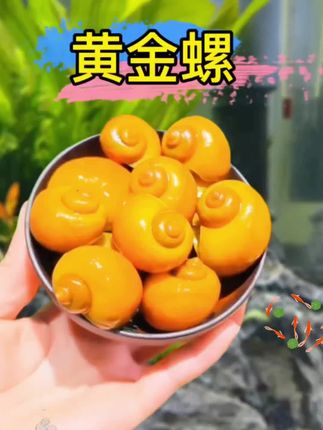 除藻黄金螺 #养鱼 #轻松养鱼 #水族爱好者 #观赏鱼 #养鱼日记