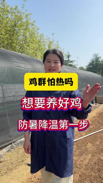 鸡群怕热吗?想要养好鸡,防暑降温第一步 #养鸡技术 #养鸡人 #养鸡助手 #鸡中暑了怎么办 #养鸡