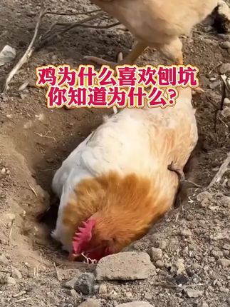 #鸡鸭鹅养殖 #蛋鸡养殖 #肉鸡养殖 #养鸡人