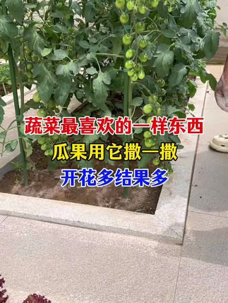 催花骨粉 开花结果类的蔬菜,一定要用点这个高磷高钙的骨粉肥撒一撒#种植小技巧 #骨粉是高磷高钙的有机肥 #骨粉肥料 #家庭种植纯天然绿色蔬菜