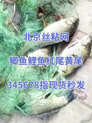 #三层粘网  #爆款渔网  #一件也是出厂价 #户外抓鱼   我的农村生活 #鱼获满满