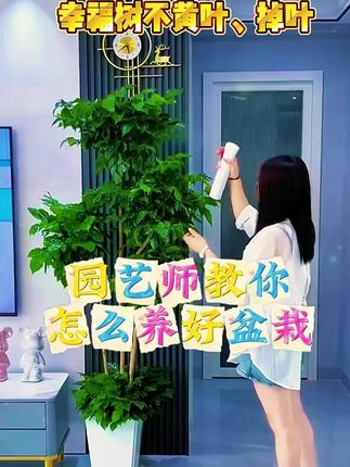 在家里养#幸福树,养着养着就黄叶掉叶,原因是缺少营养植物不肯生长,可以给它补充这个#室内绿植 #养护小知识 #三农流量扶持计划 #三农养花
